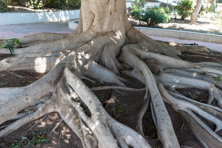 大树根从地上的树干上分枝