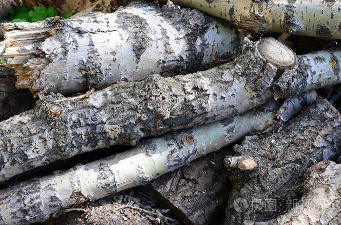 用粗糙的白色树皮特写老杨树的木柴砍伐树木