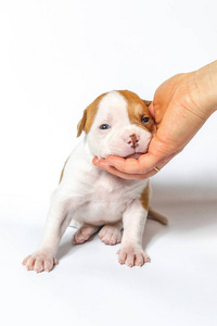 白色背景蓝眼睛上有斑点的美国斗牛犬小幼犬