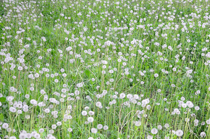 白色蓬松蒲公英花在自然背景中。 绿色草地上的许多花近在咫尺。 选择性聚焦