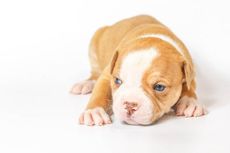 白色背景蓝眼睛上有斑点的美国斗牛犬小幼犬