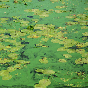 一片长满浮萍和百合叶的旧沼泽的表面。 深水背景下的许多小绿叶