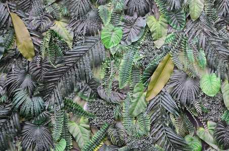 热带绿叶背景蕨类植物棕榈和墙上有一片娇嫩的叶子。 花卉丛林模式概念背景接近