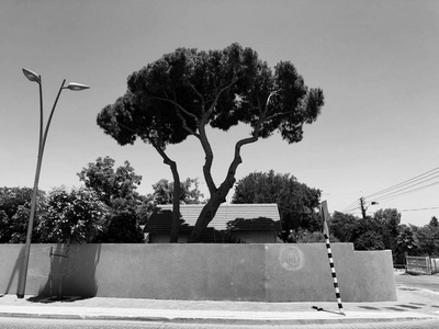 以色列里顺勒锡安的私人现代住宅和大树