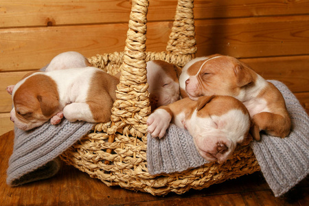 美国斗牛犬小狗在篮子里甜蜜地睡觉
