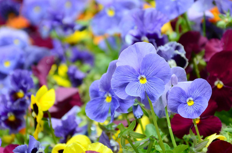 多色堇花或盘彩作为背景或卡片。 五颜六色的平底锅，白色的黄色和紫罗兰色的堇花在花坛上的透视。