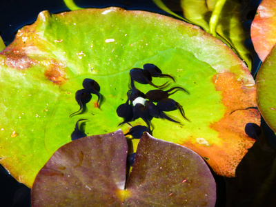 蟾蜍蛋一群蝌蚪在池塘里吃鱼食照片