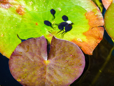 一群青蛙图片-一群青蛙素材-一群青蛙插画-摄图新视界