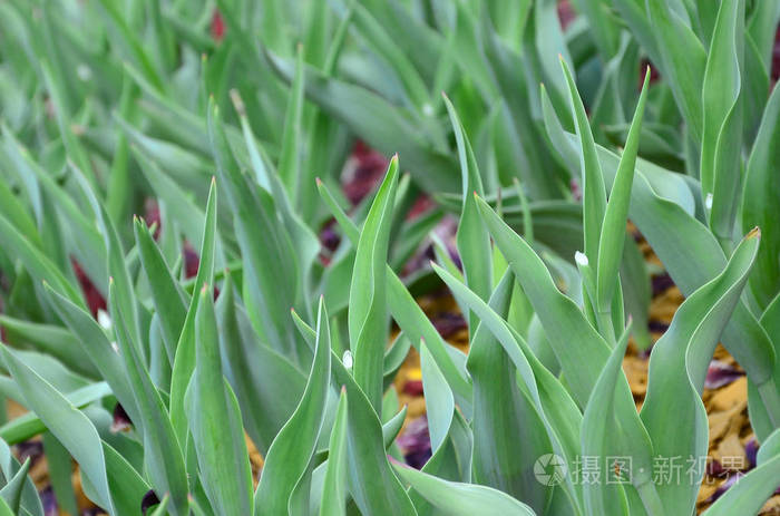 许多绿茎从红色郁金香生长在一个花坛附近