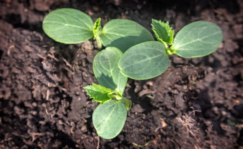 温室中发芽的黄瓜幼苗照片