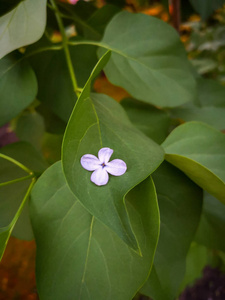 丁香花四叶花卧在弯曲的绿叶上