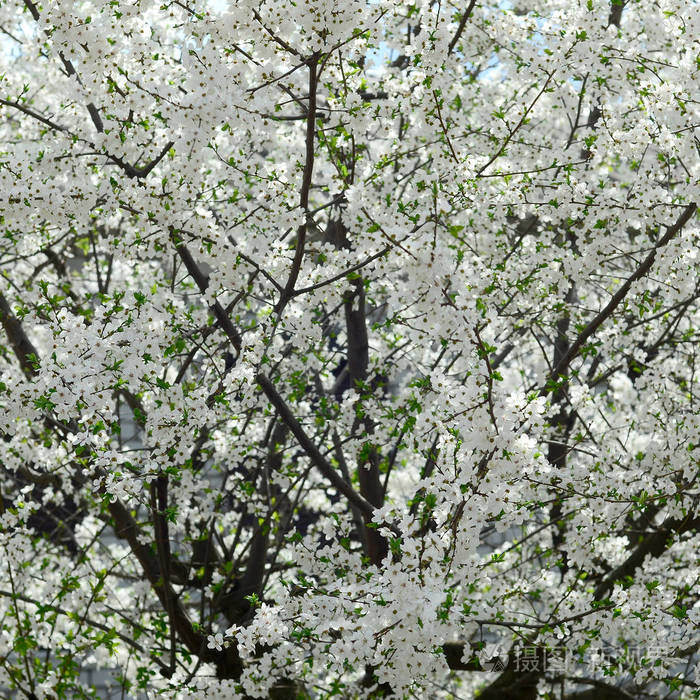 花园里开着白花的绿苹果树