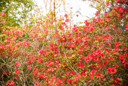 红色杜鹃花开于自然花园，杜鹃花科，野生玫瑰，泰国