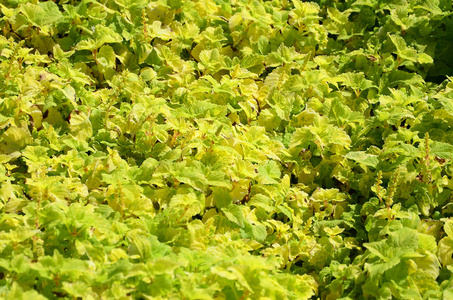 关闭花园里五颜六色的黄色油菜花。 晴天的顶景