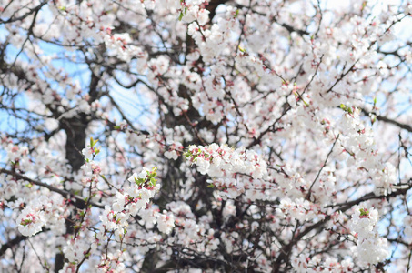 粉红色的苹果树在春天的蓝天背景上开着白花