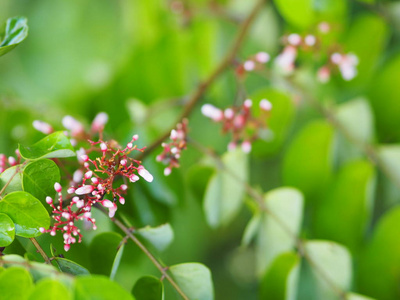 杨桃花果园模糊背景图片