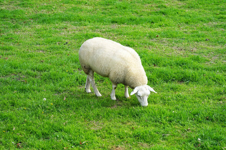 草地上的绵羊。 绵羊在田野里放牧。