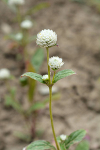 白球苋菜拉丁名gomphrenagloba