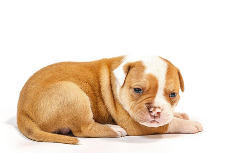 白色背景蓝眼睛上有斑点的美国斗牛犬小幼犬照片 正版商用图片18hgjo 摄图新视界