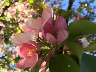 一朵盛开的苹果树美丽的花朵