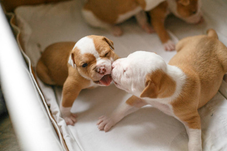 美国斗牛犬的斑点小狗互相玩耍，在他们的房子里咬人
