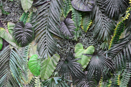 热带绿叶背景蕨类植物棕榈和墙上有一片娇嫩的叶子。 花卉丛林模式概念背景接近