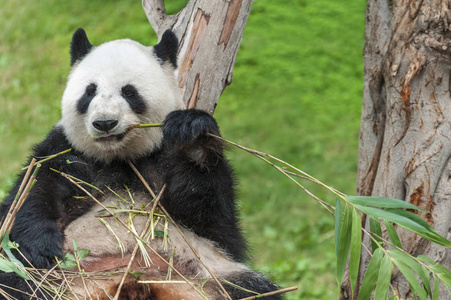 大熊猫熊吃竹叶