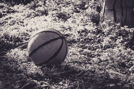 在一棵黑白树旁的草地上打篮球