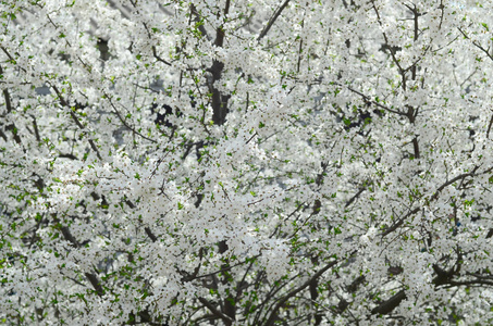 花园里开着白花的绿苹果树