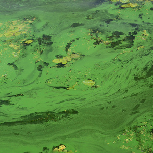 深水背景下的许多小绿叶照片