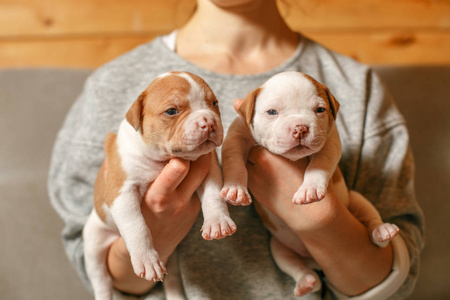 美国斗牛犬小狗在一个女孩的怀里