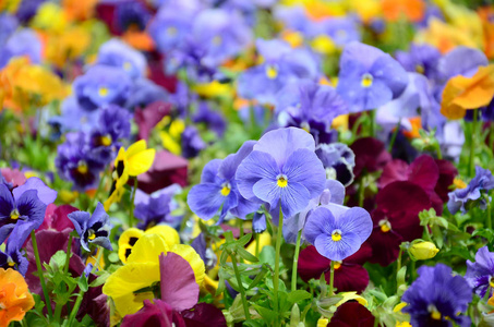 黄色三色级床多色堇花或盘彩作为背景或卡片.