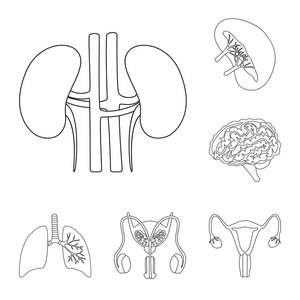 解剖和器官标志的矢量设计。解剖学和医学股票向量例证的集合