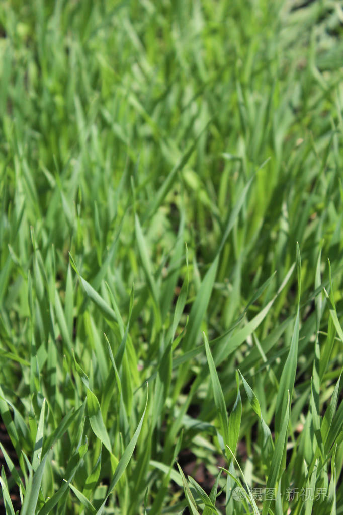 幼嫩的黑麦芽苗,初夏阳光,为健康拍摄特写镜头