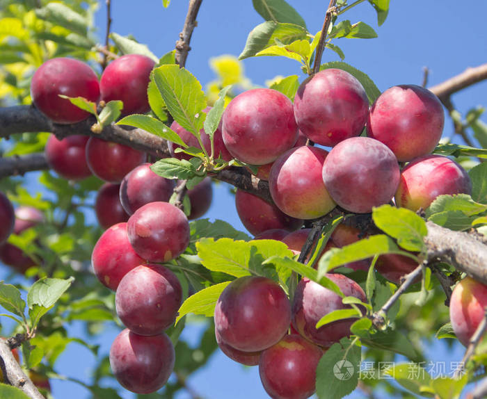 大的成熟李子在树枝上明亮的阳光照在天空中的樱桃梅