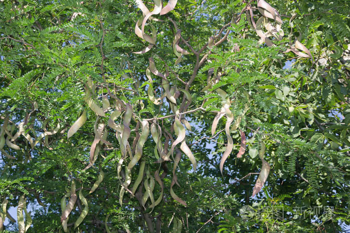 蜂蜜槐树带果实刺槐gleditsiatriacanthos又称刺槐是蚕豆科落叶乔木