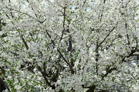 花园里开着白花的绿苹果树