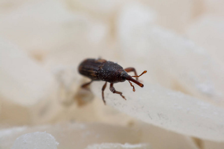 稻象甲,或科学名称的稻象甲接近白米破坏.照片