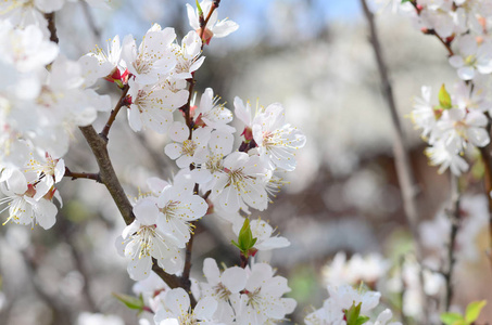 春天，蓝蓝的天空背景上有白色花朵的粉红苹果树