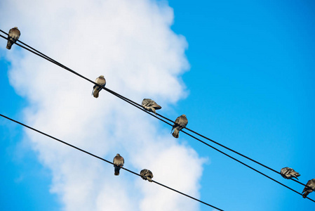 鸽子坐在电线上。鸟儿坐在晴朗的天空上的电源线上。