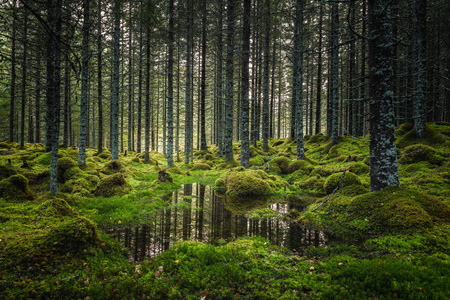 北部森林地板。苔藓地面和温暖，秋光。挪威林地。斯托弗森瀑布区，自然保护区。