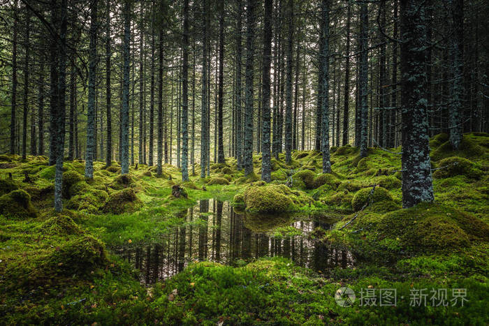 北部森林地板苔藓地面和温暖秋光挪威林地斯托弗森瀑布区自然保护区