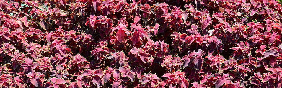 彩绘荨麻，装饰斑叶背景..属植物的红黄绿叶..蕨类植物，百合科，布卢梅，单茎