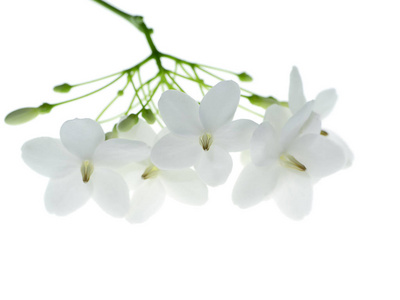 个 白色背景上的水茉莉花白花(relighiosabenth). 相似素材图片