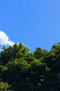 自然背景。树的自然照片。蓝天背景下树叶的绿色背景，特写。