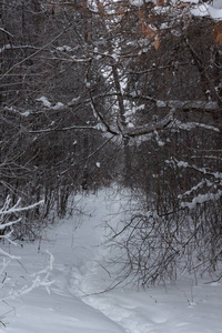 冬天的风景，雪下的树木，俄罗斯