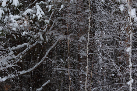 冬天的风景，雪下的树木，俄罗斯