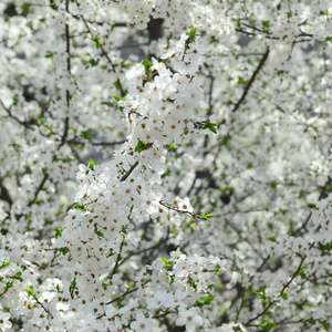 花园里开着白花的绿苹果树