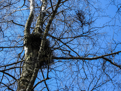 树枝上树枝上的鸟巢