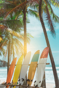 许多冲浪板旁边的椰子树在夏季海滩，阳光和蓝天背景。